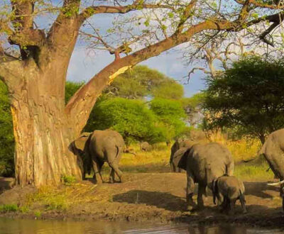 1 Day Arusha National Park Safari