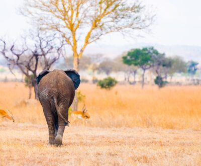 1 Day Mikumi National Park Flying Safari