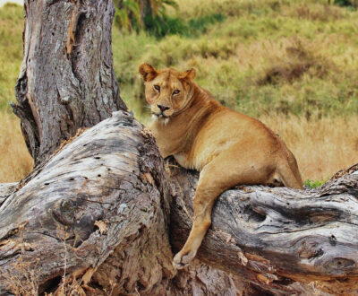 1 Day Saadani Safari by Water