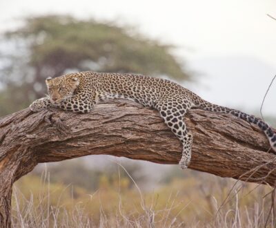 1 Day Safari to Mkomazi National Park