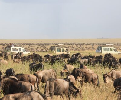 1 Day Serengeti Flying Safari