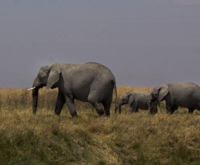 1 Day Trip to Selous (Nyerere) National Park