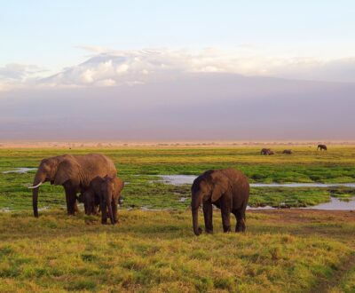 2 Days Arusha National Park & Kilimanjaro Safari