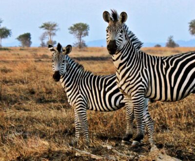 2 Days Mikumi National Park by Flight