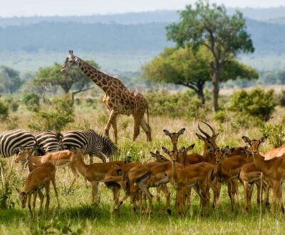 2 Days Mikumi Safari by Boat/Flight Via Dar