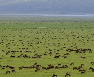 2 Days Saadani National Park Safari