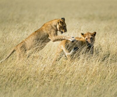 2 Days Serengeti Wildlife Safari