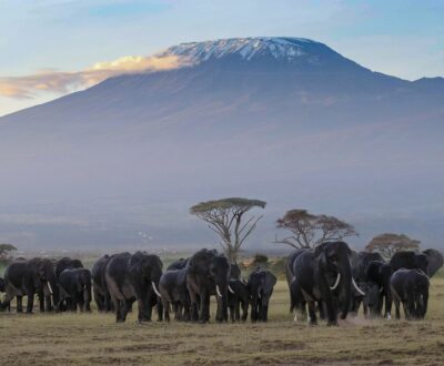 2 Days Tarangire & Materuni Kilimanjaro Safari