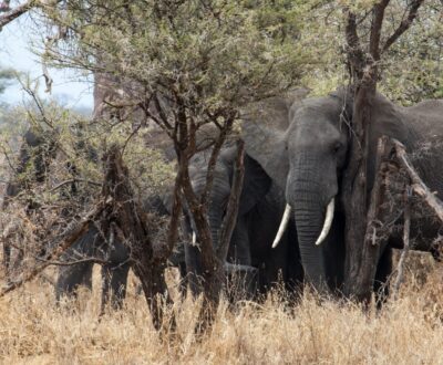 2 Days Tanzania Wildlife Safari