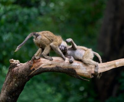 3 Days Manyara, Tarangire & Ngorongoro Safari