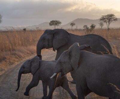 3 Days Mikumi National Park by Flight