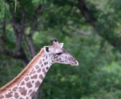 3 Days Nyerere National Park Safari