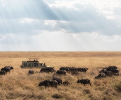 3 Days Serengeti Flying Safari