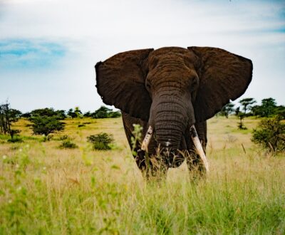 3 Days Serengeti & Ngorongoro Safari